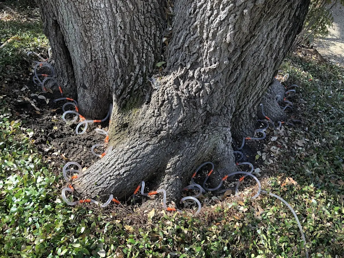 Detailed Tree Cabling and Bracing job site in Port Reading