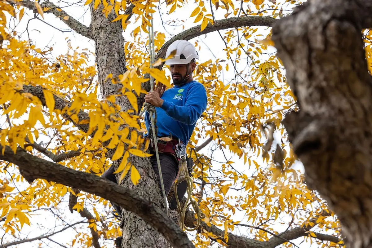 Skilled Tree Trimming crew working in Port Reading